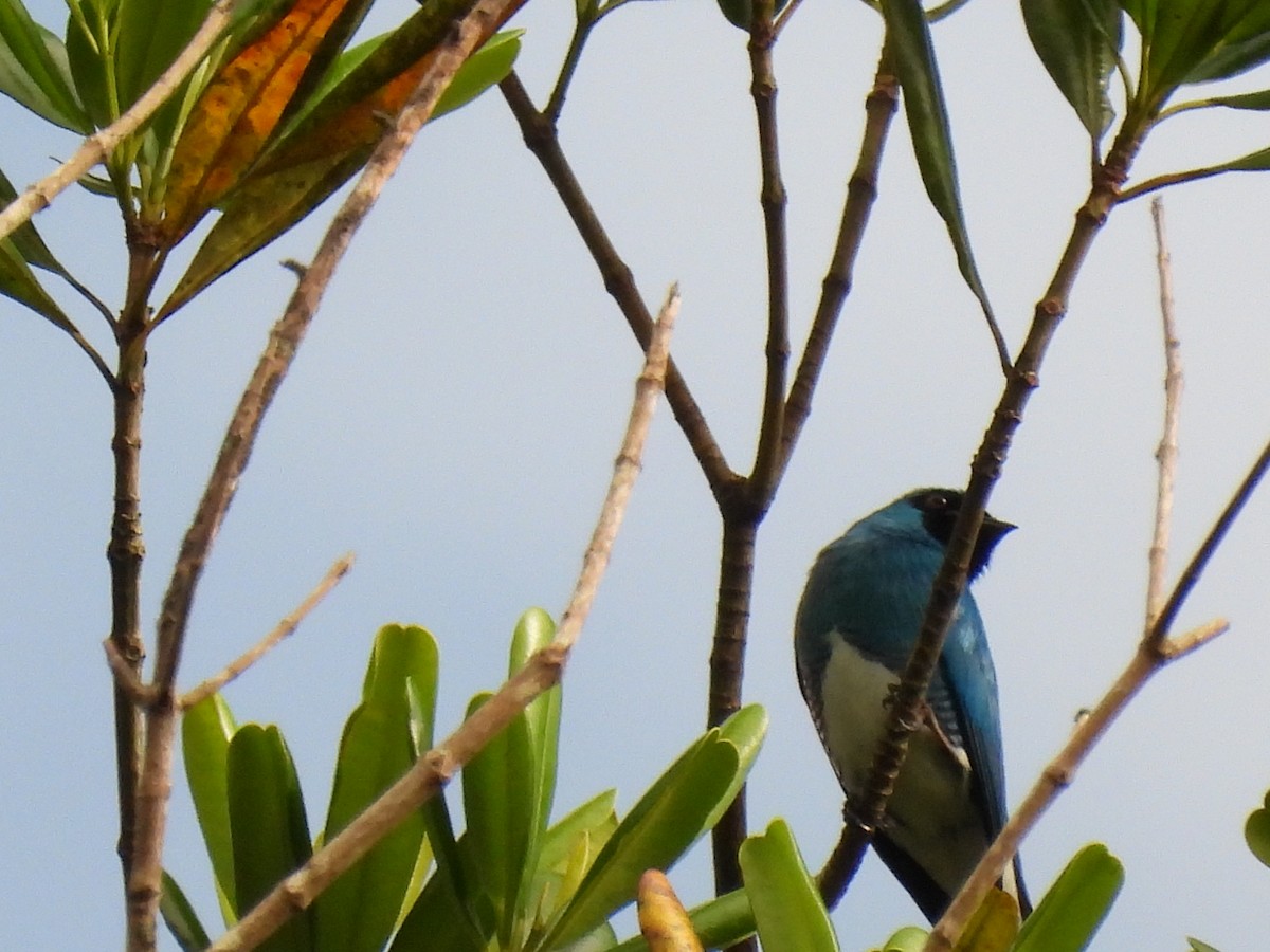 Swallow Tanager - ML643404254