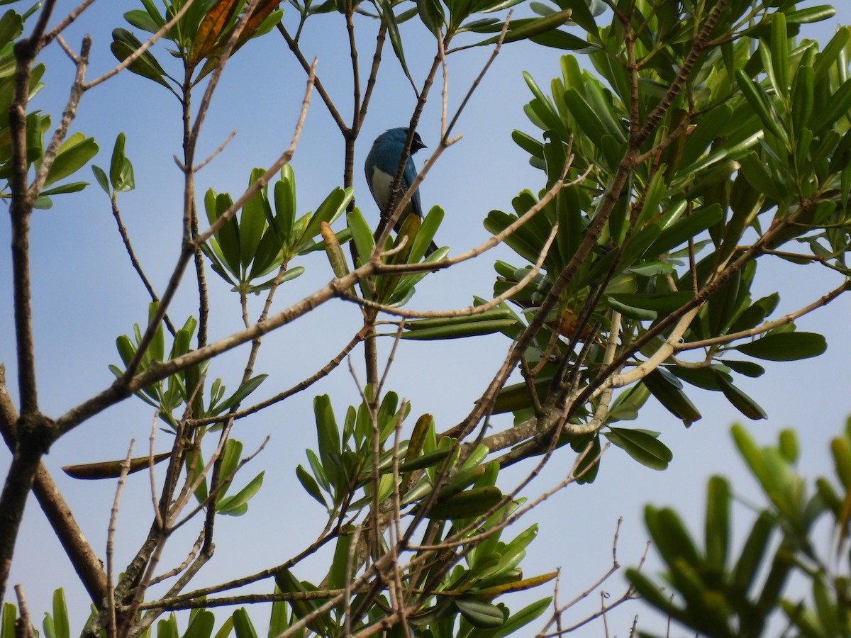 Swallow Tanager - ML643404255