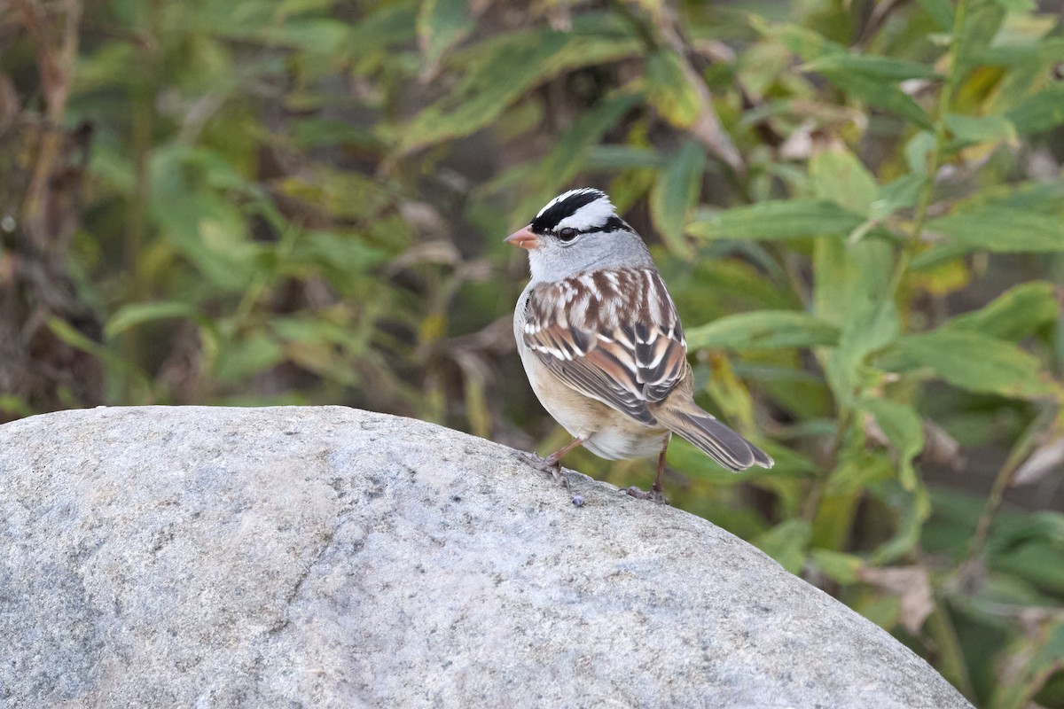 White-crowned Sparrow - ML643404271