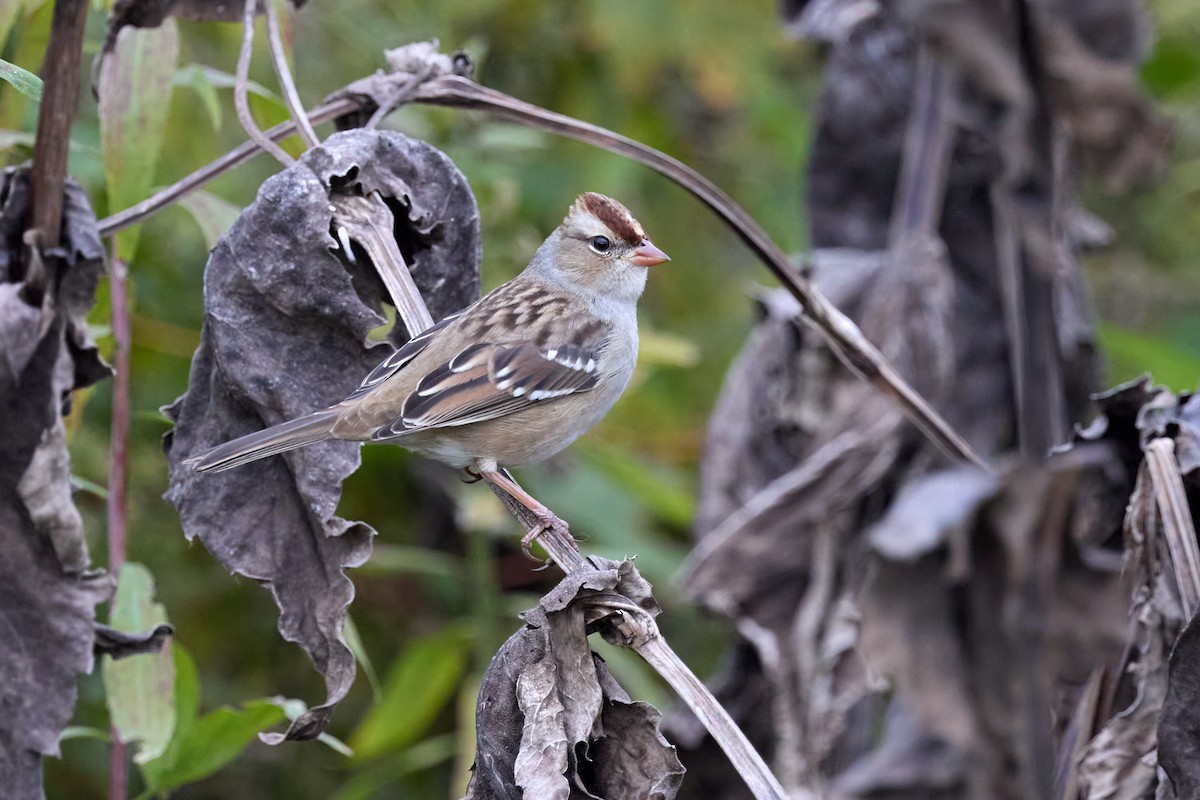 White-crowned Sparrow - ML643404272