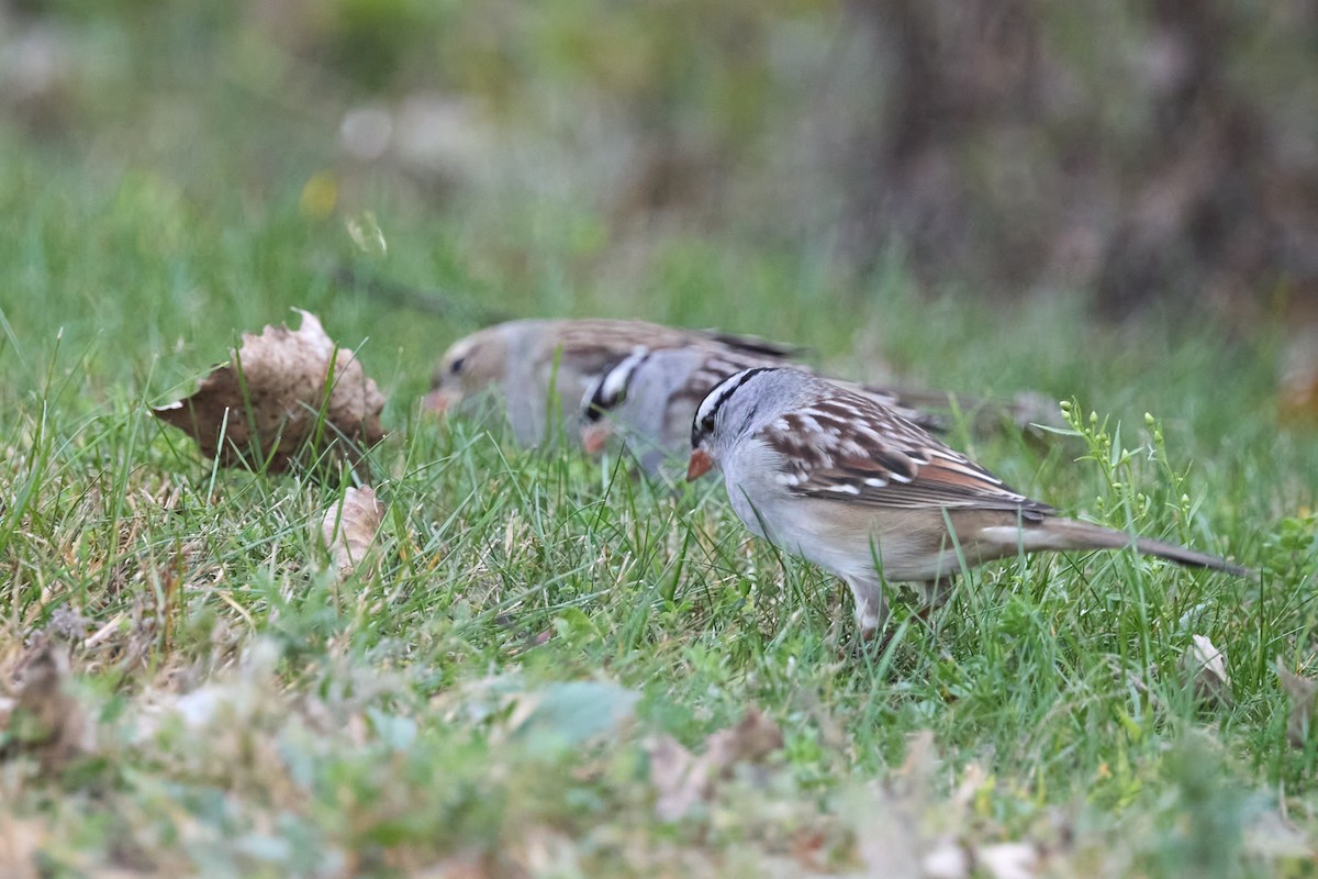 White-crowned Sparrow - ML643404273