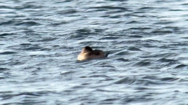 Ruddy Duck - ML643404297
