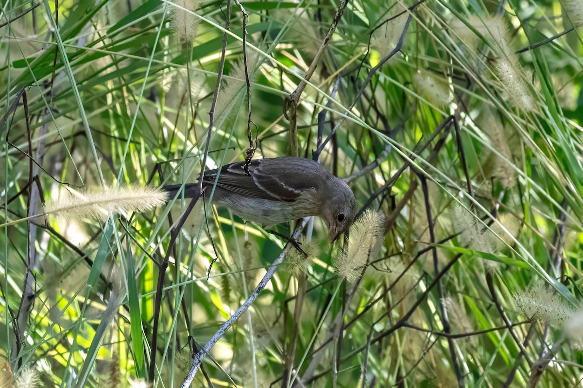 Lazuli Bunting - ML643404298