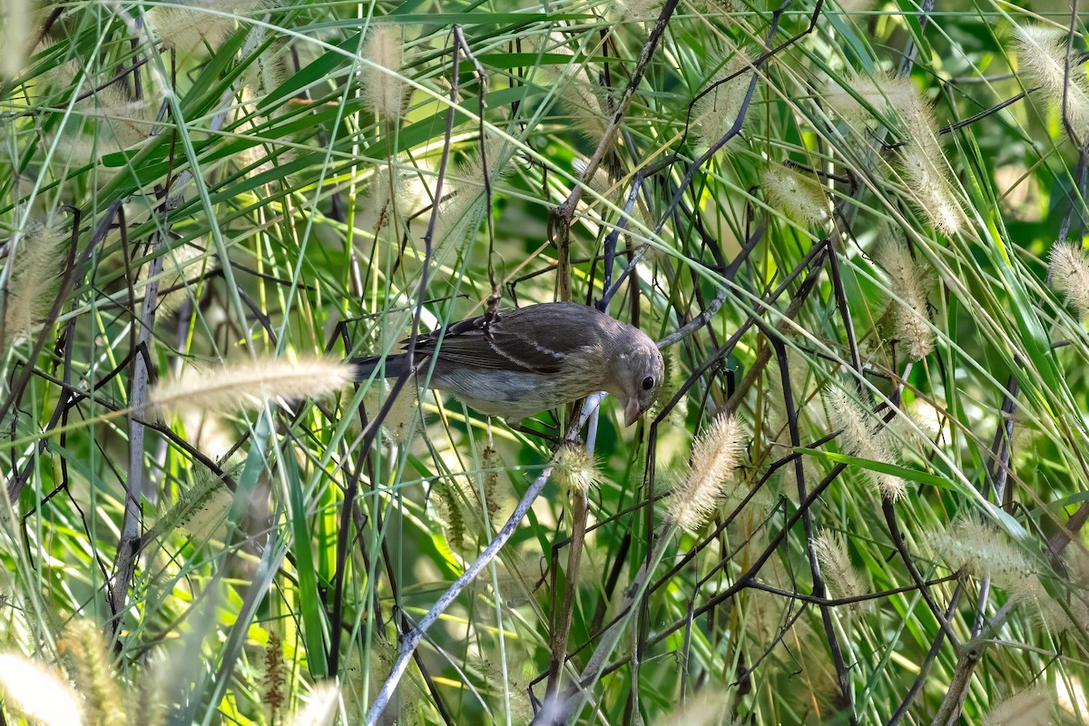 Lazuli Bunting - ML643404299
