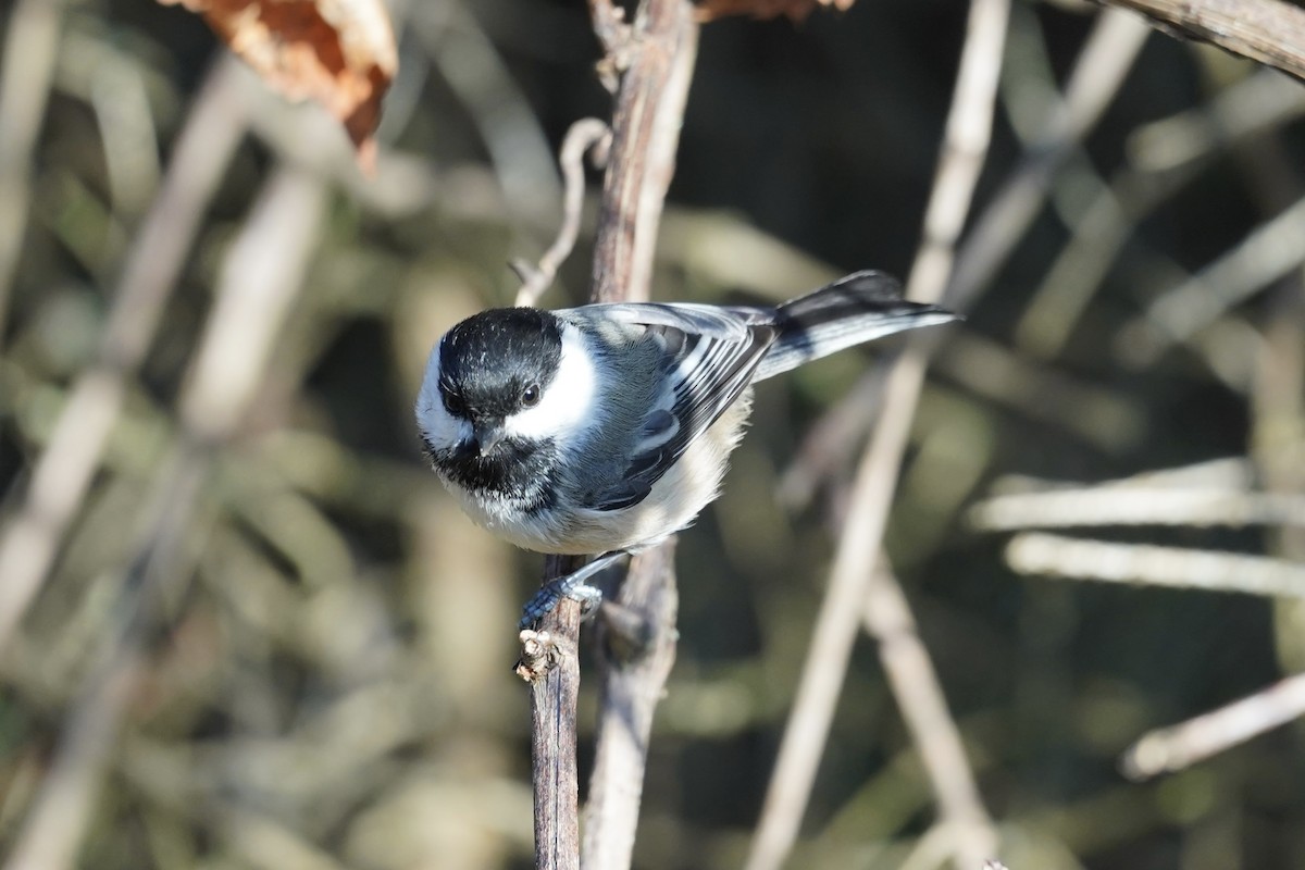 sýkora černohlavá - ML643404304