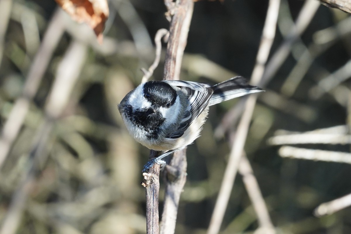 sýkora černohlavá - ML643404305