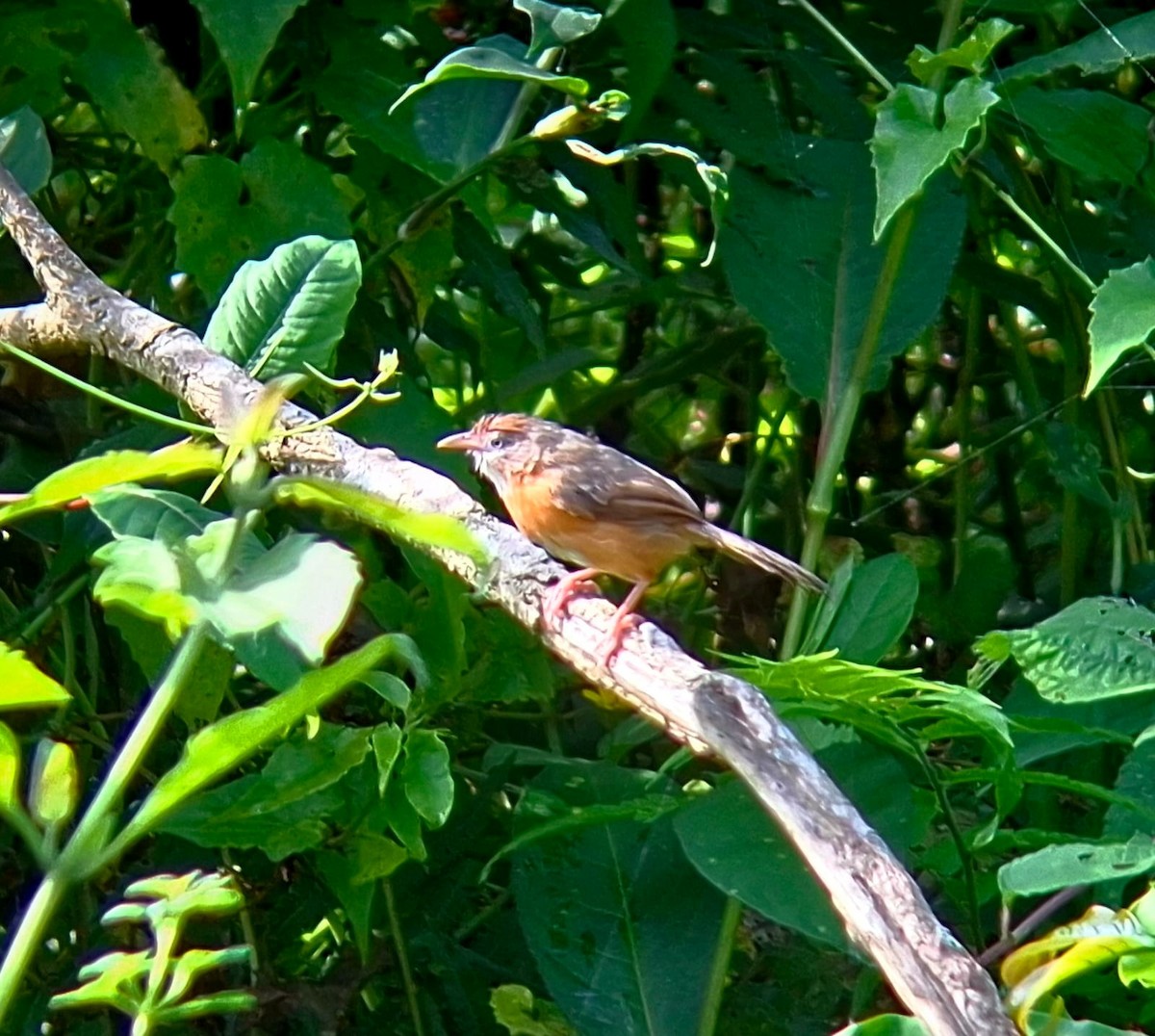 Tawny-bellied Babbler - ML643404310