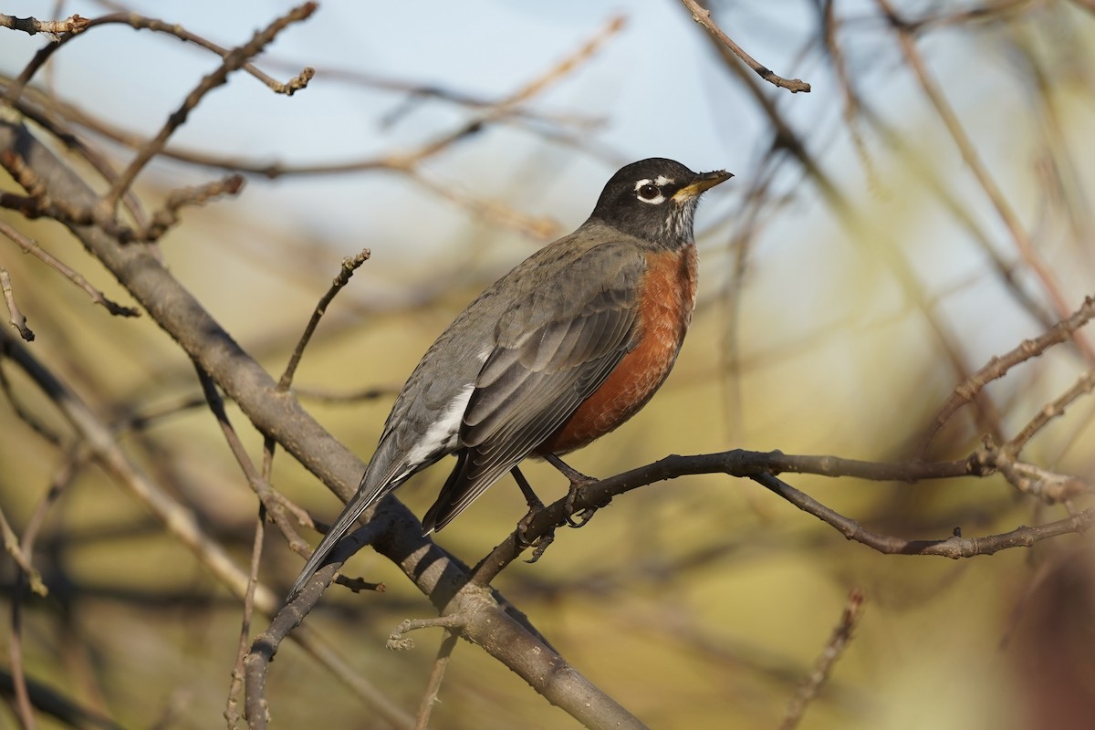 drozd stěhovavý - ML643404312