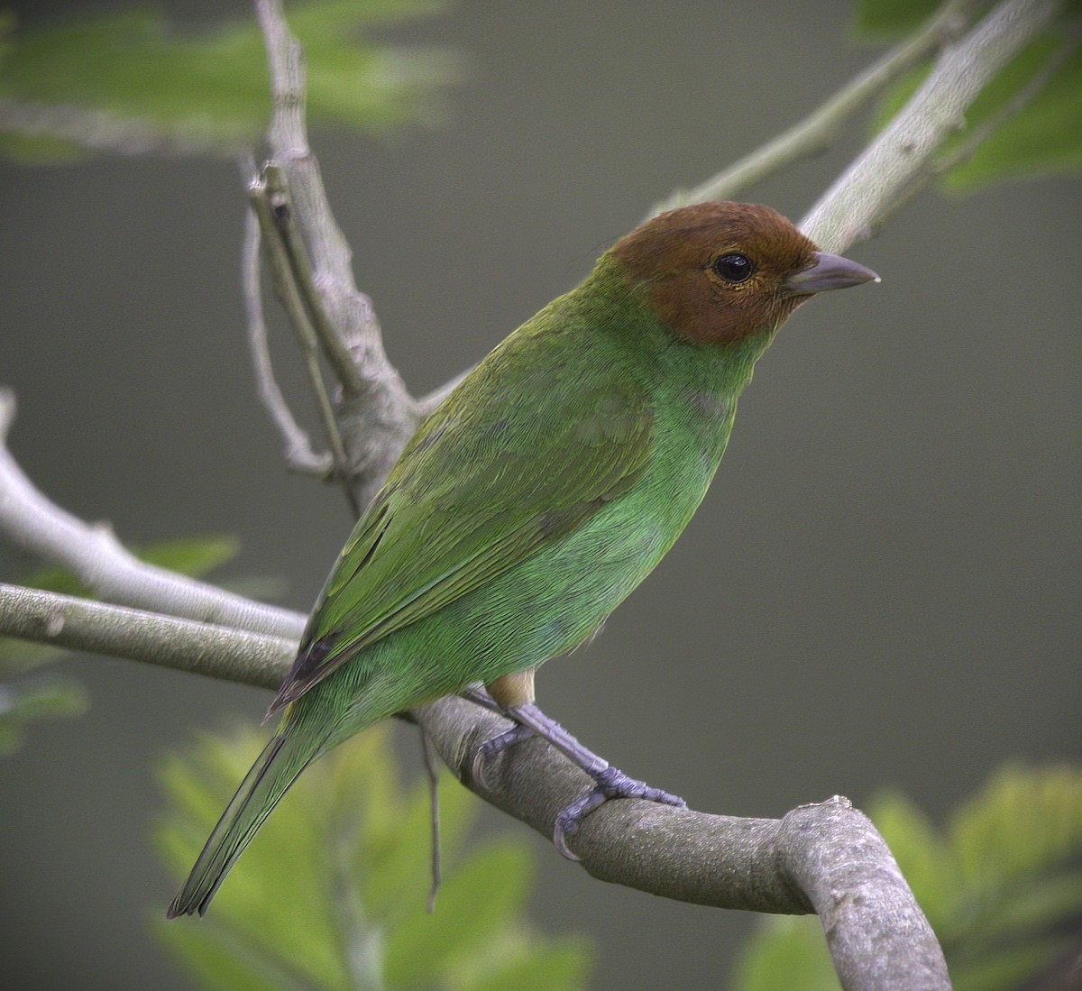 Bay-headed Tanager - ML643404318
