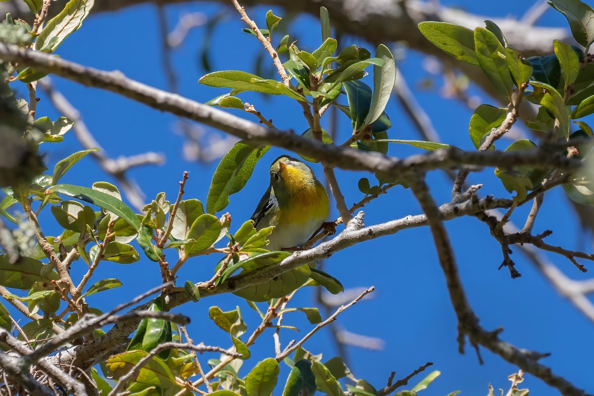 Northern Parula - ML643404319