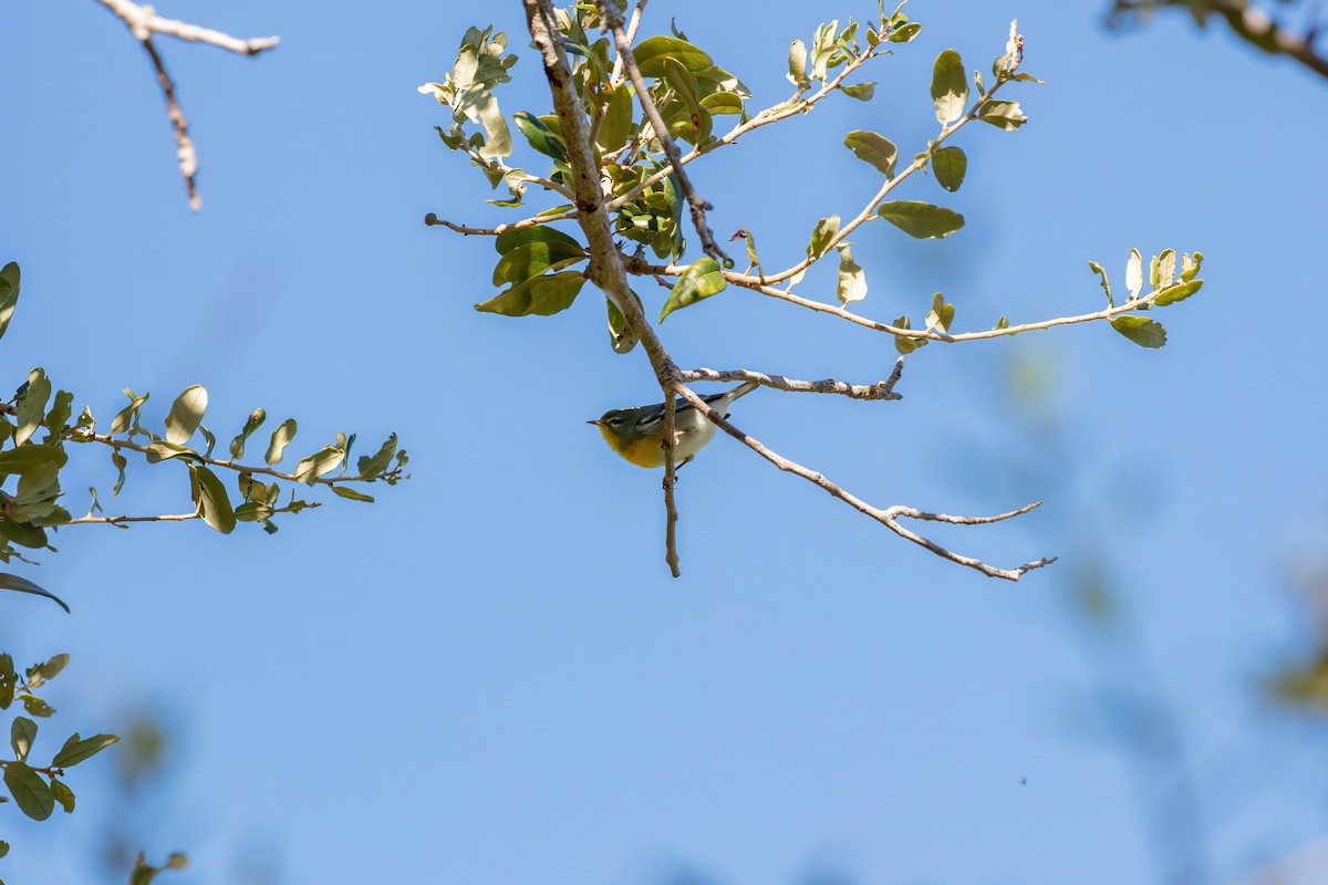 Northern Parula - ML643404321