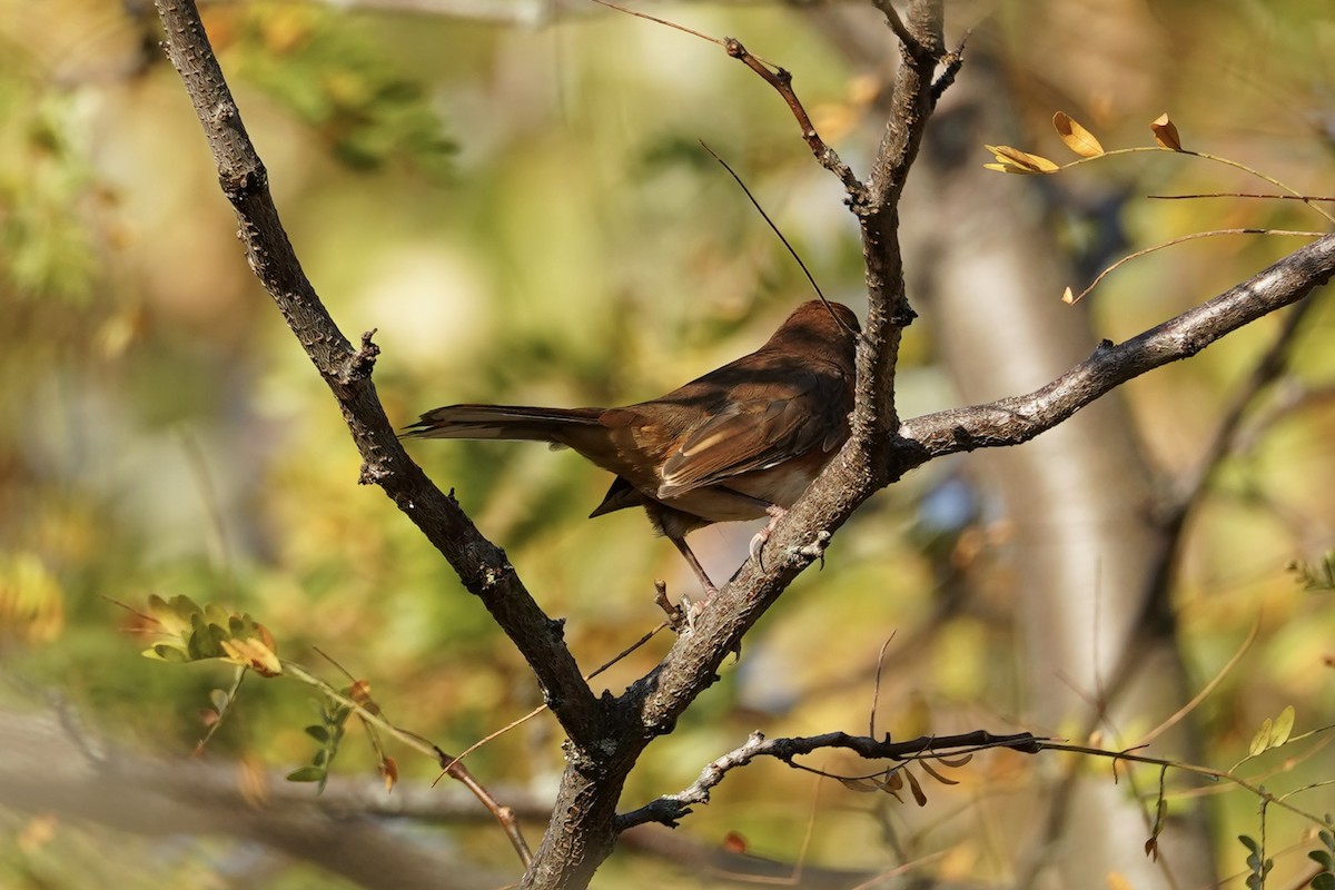 pipilo rudooký - ML643404322