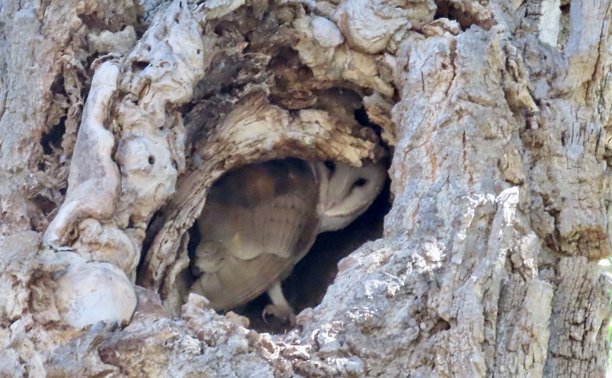American Barn Owl - ML643404325