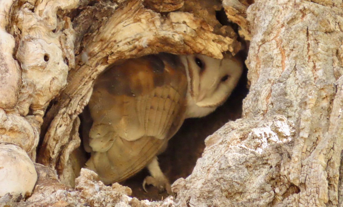 American Barn Owl - ML643404328