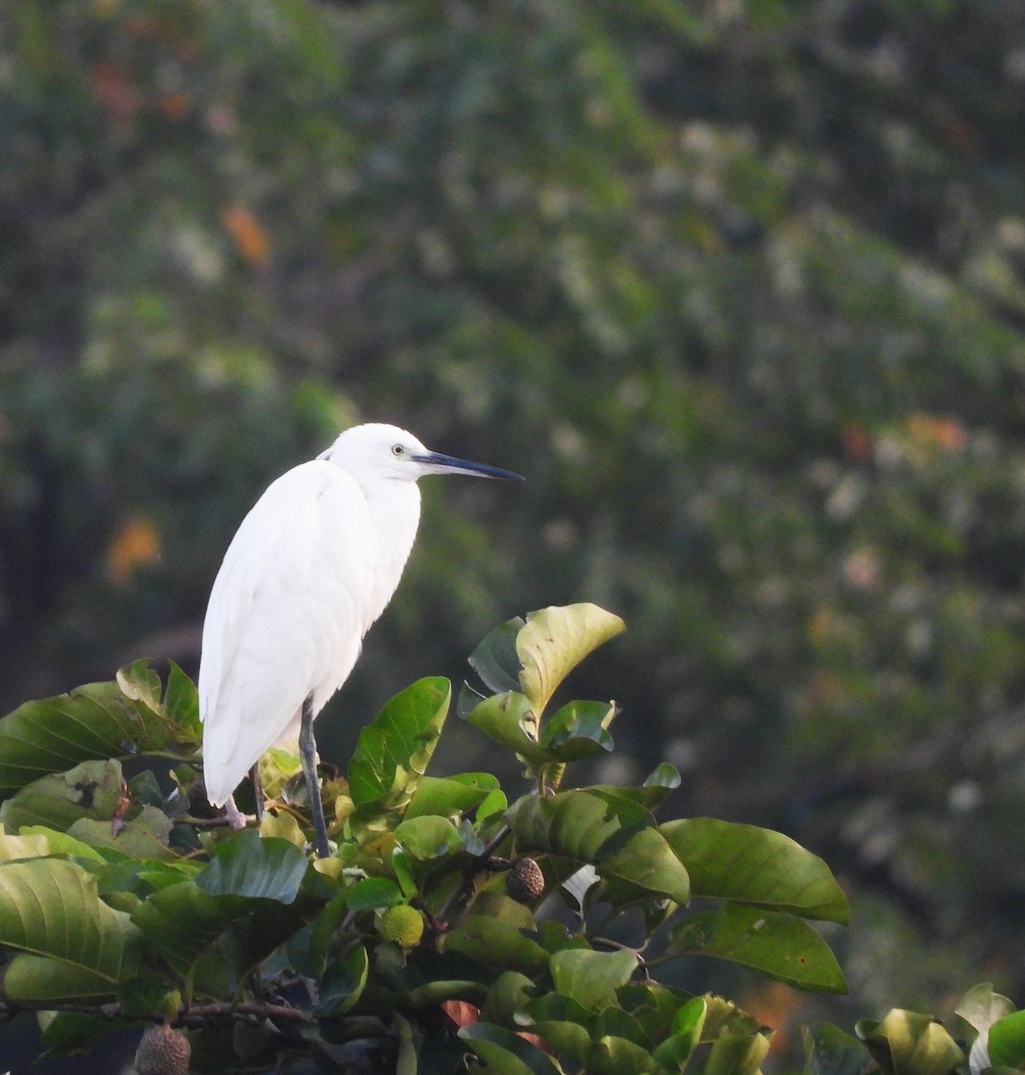 Little Egret - ML643404358
