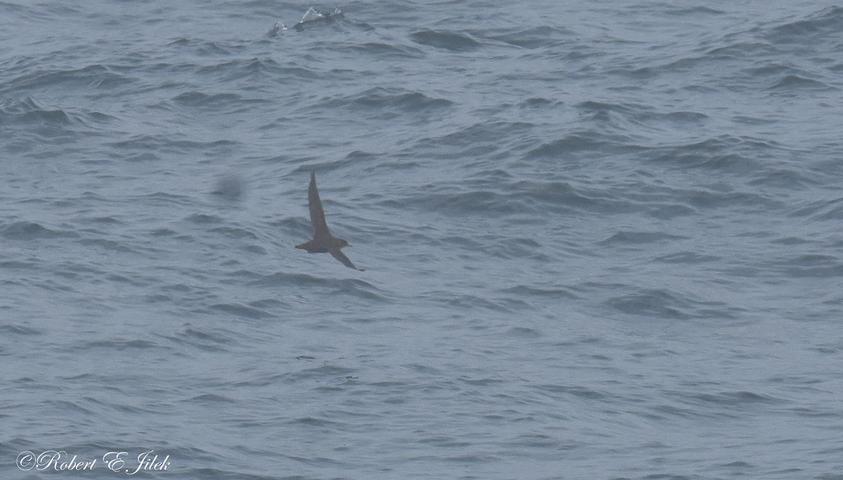 灰水薙鳥 - ML643404366