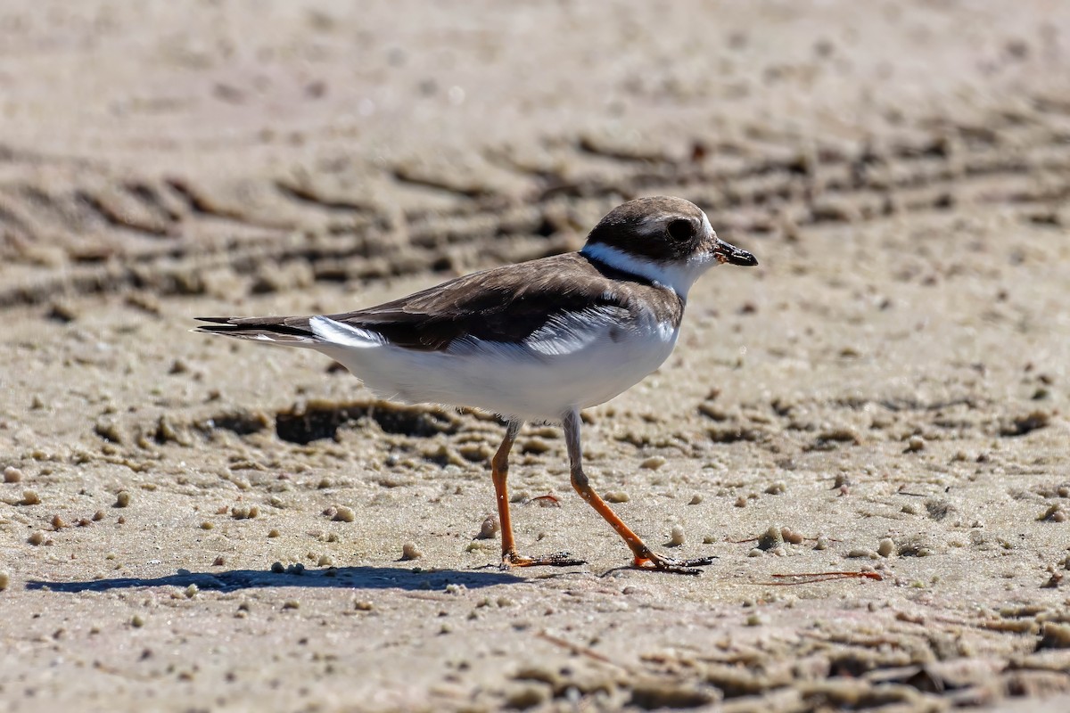 Semipalmated Plover - ML643404373