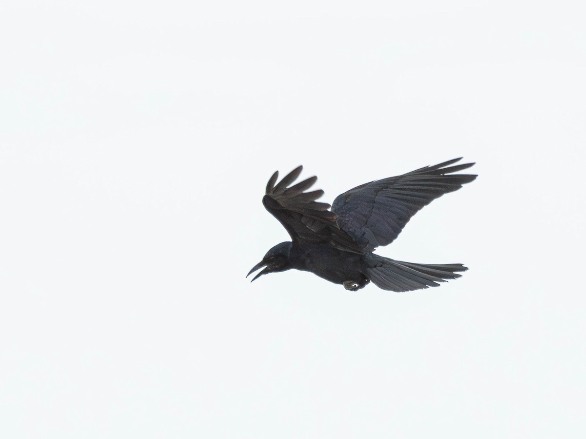 Sinaloa Crow - ML643404379