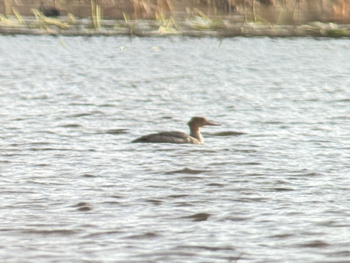 ウミアイサ - ML643404381