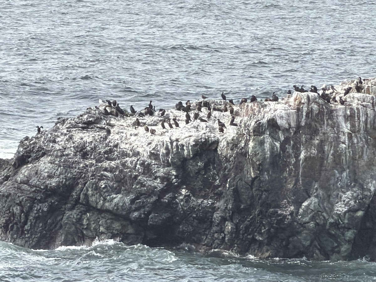 Pelagic Cormorant - ML643404389