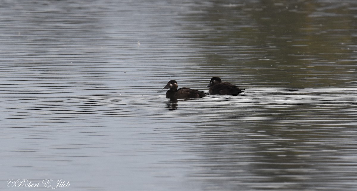 Surf Scoter - ML643404390