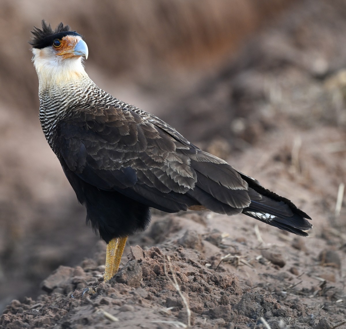 Crested Caracara - ML643404397
