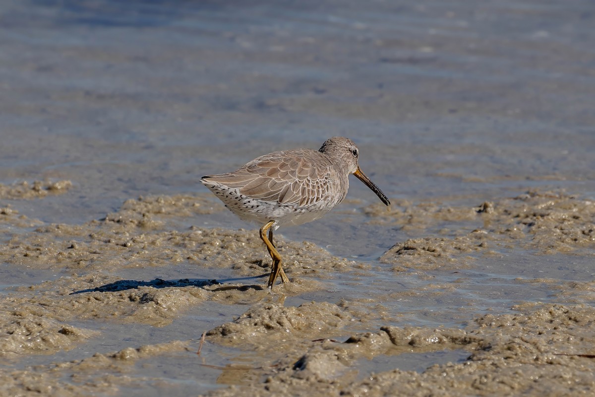 Short-billed Dowitcher - ML643404402