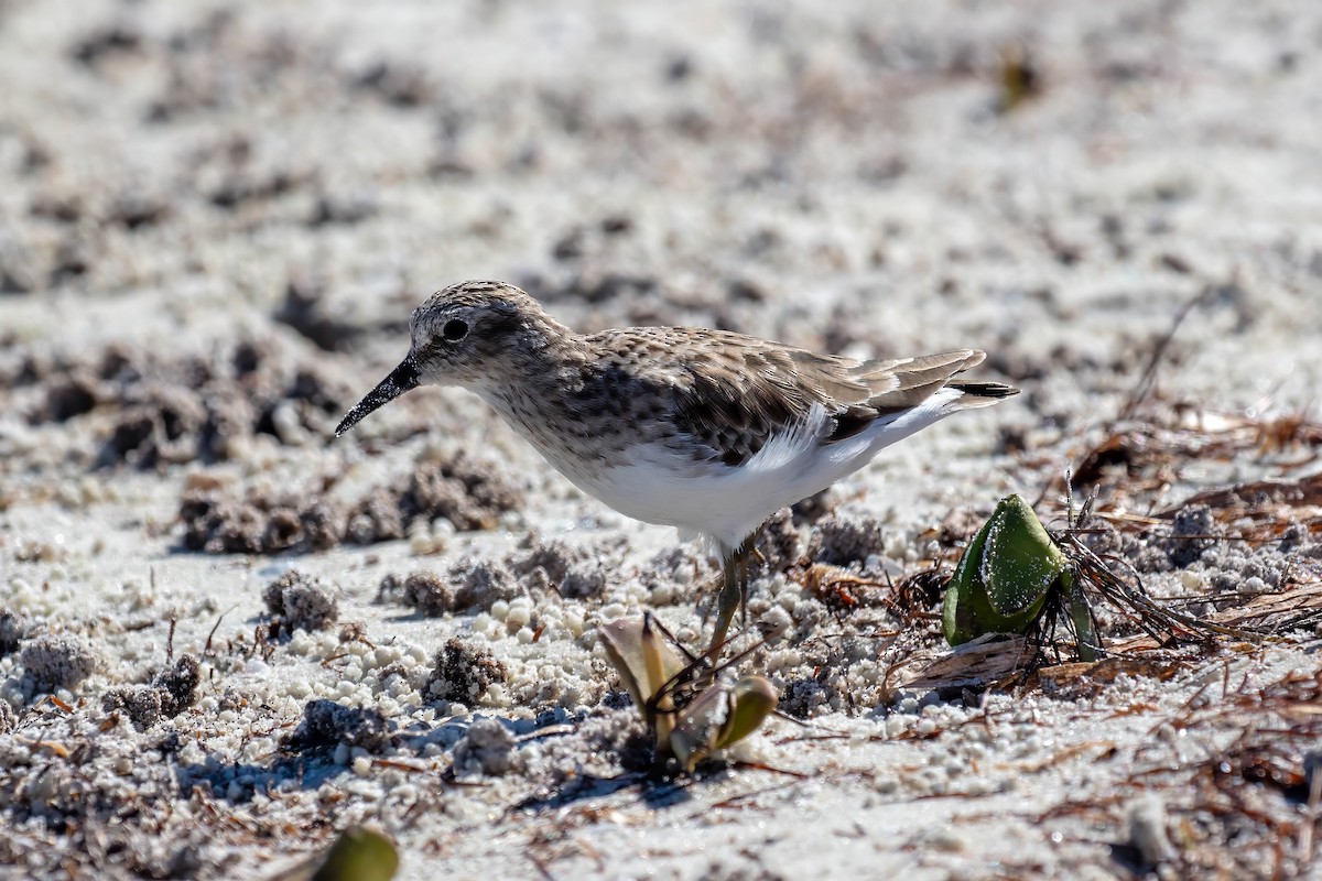 Least Sandpiper - ML643404403
