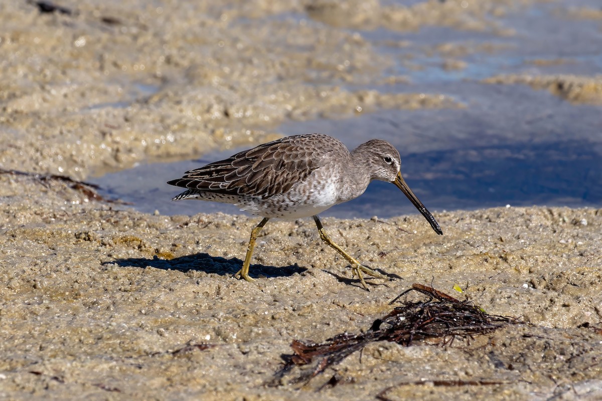 Short-billed Dowitcher - ML643404407