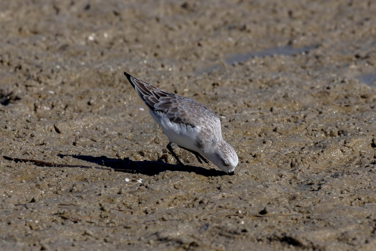 Sanderling - ML643404410