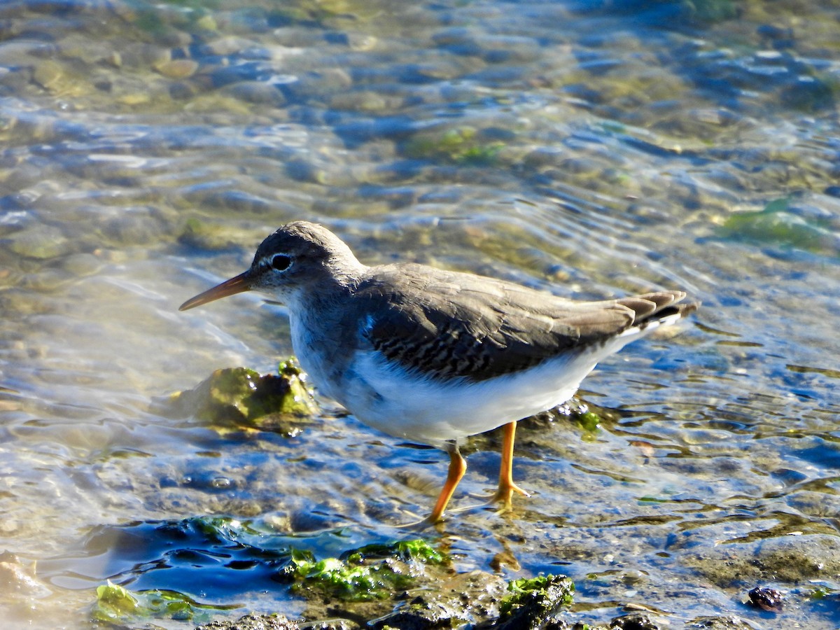 Spotted Sandpiper - ML643404417
