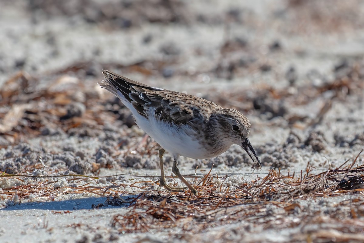 Least Sandpiper - ML643404418