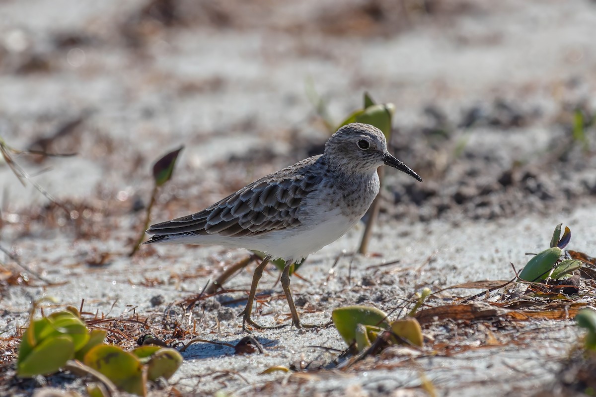 Least Sandpiper - ML643404419