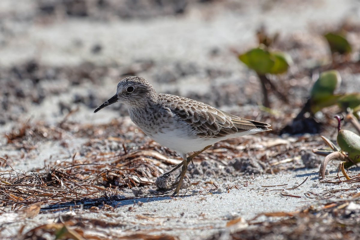 Least Sandpiper - ML643404420