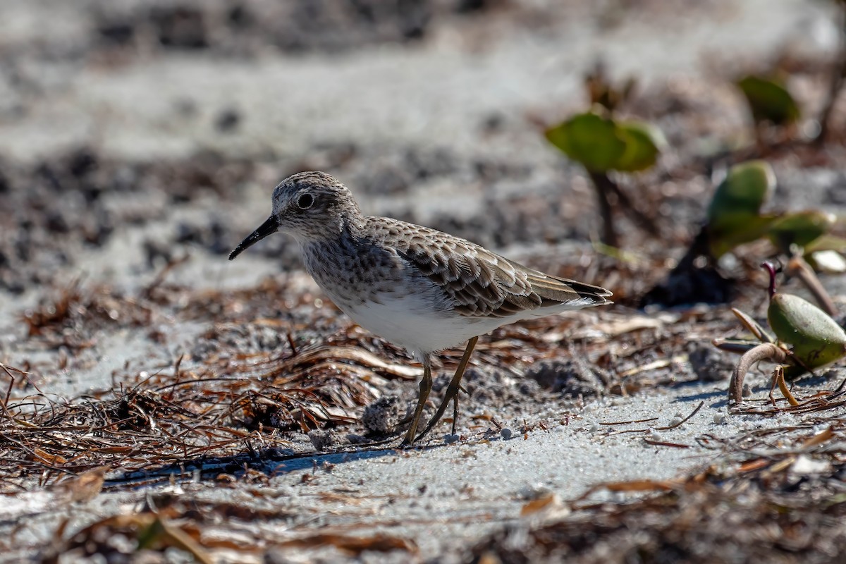 Least Sandpiper - ML643404421