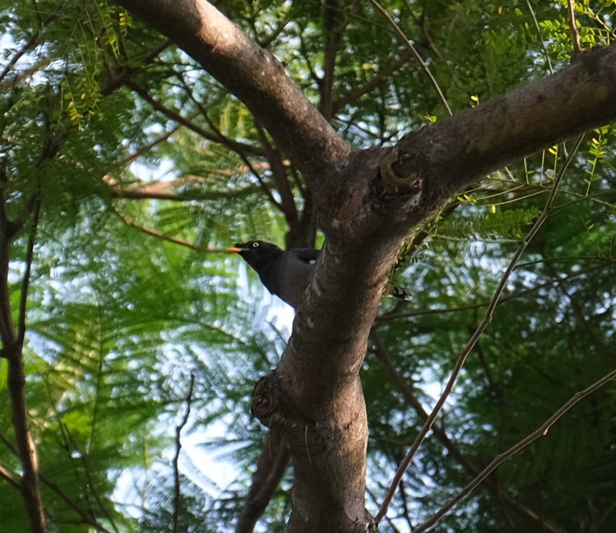 Jungle Myna - ML643404429