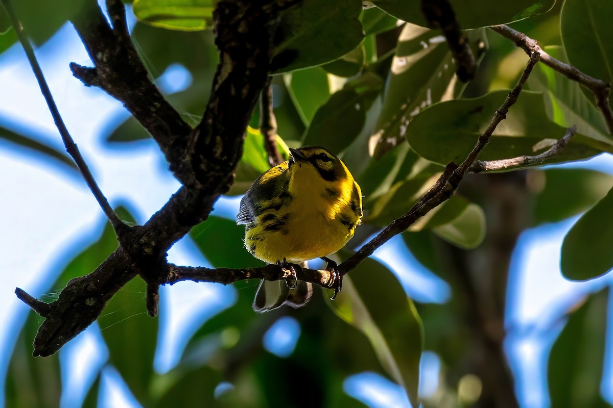 Prairie Warbler - ML643404444