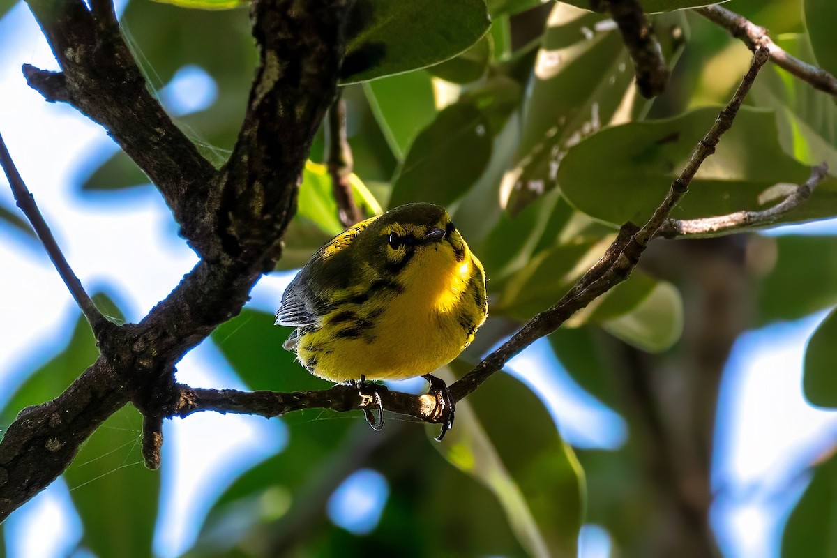 Prairie Warbler - ML643404445