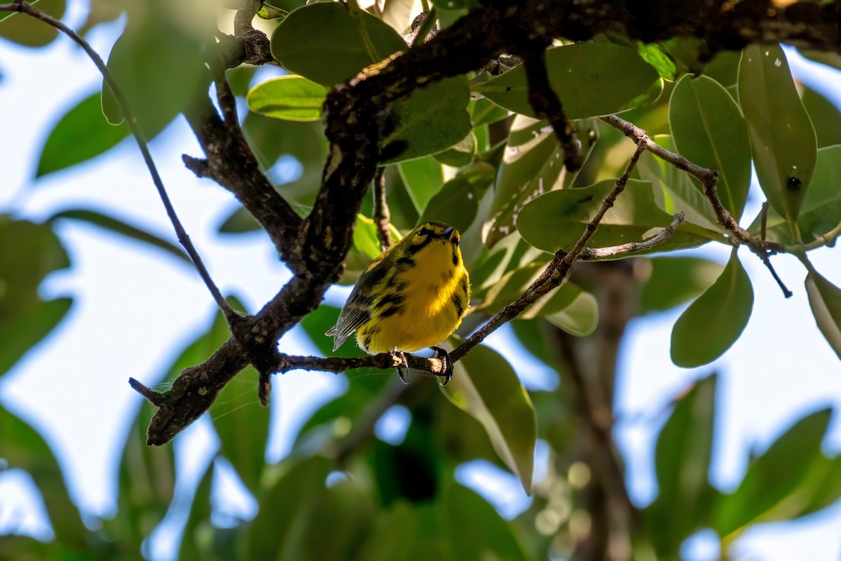 Prairie Warbler - ML643404446