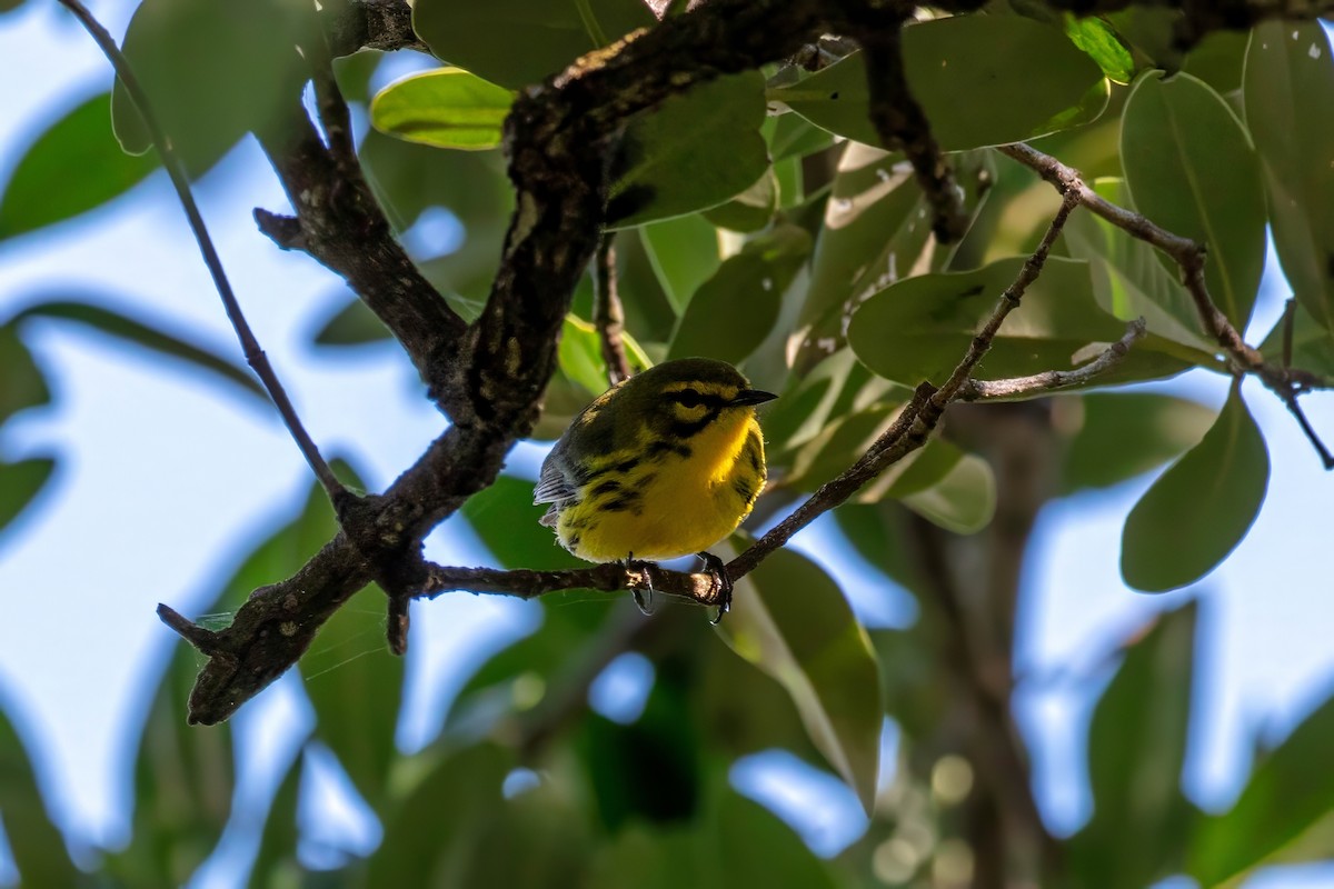 Prairie Warbler - ML643404447