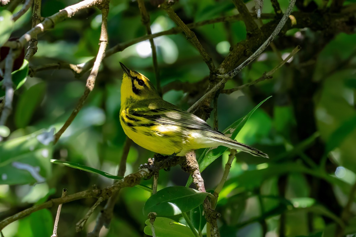 Prairie Warbler - ML643404448