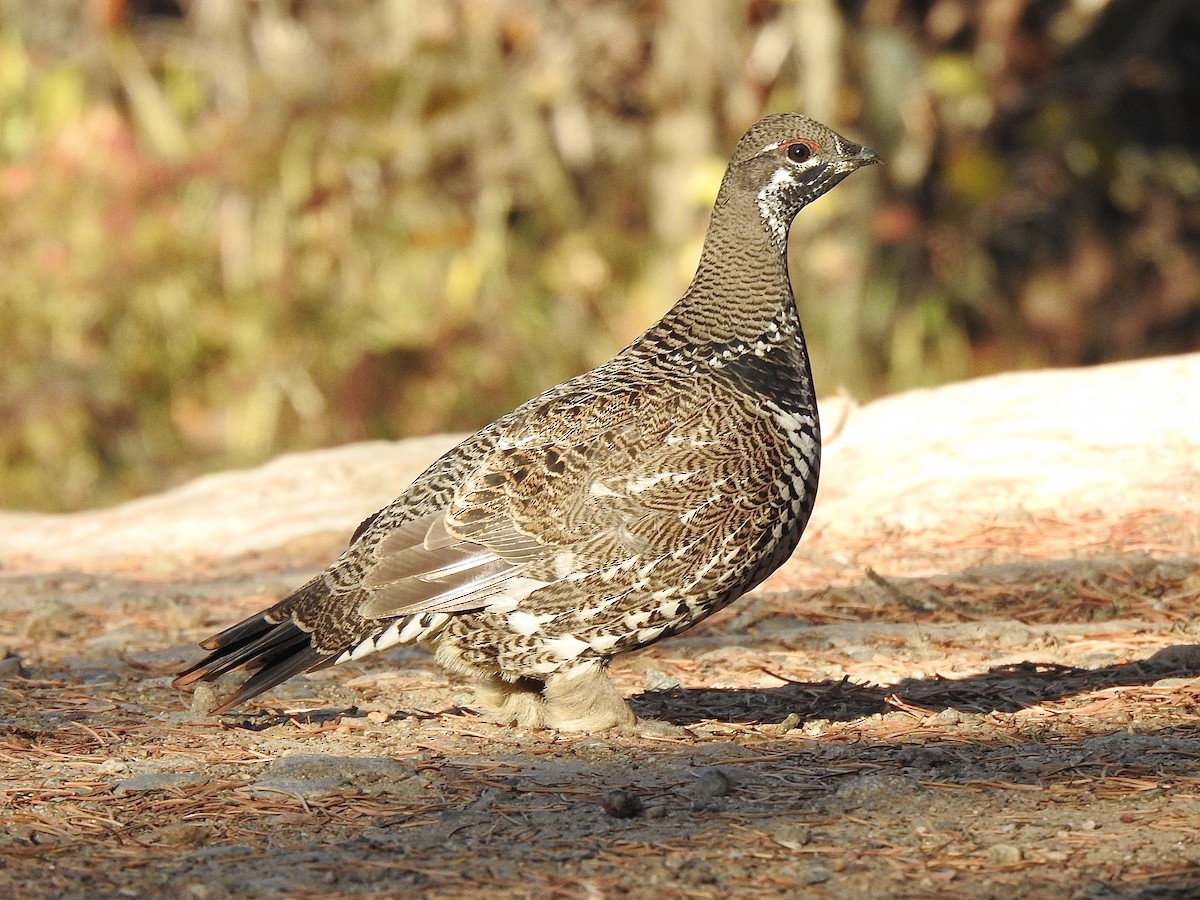 Spruce Grouse - ML643404449