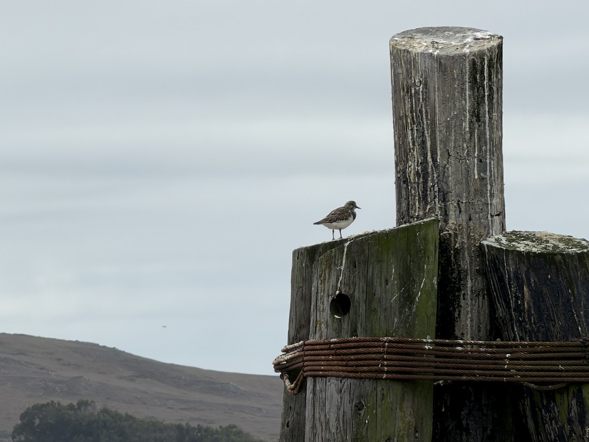 Black Turnstone - ML643404458