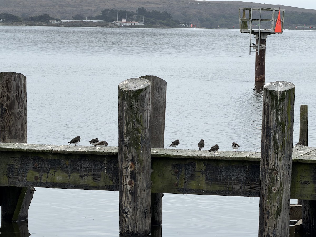 Black Turnstone - ML643404459