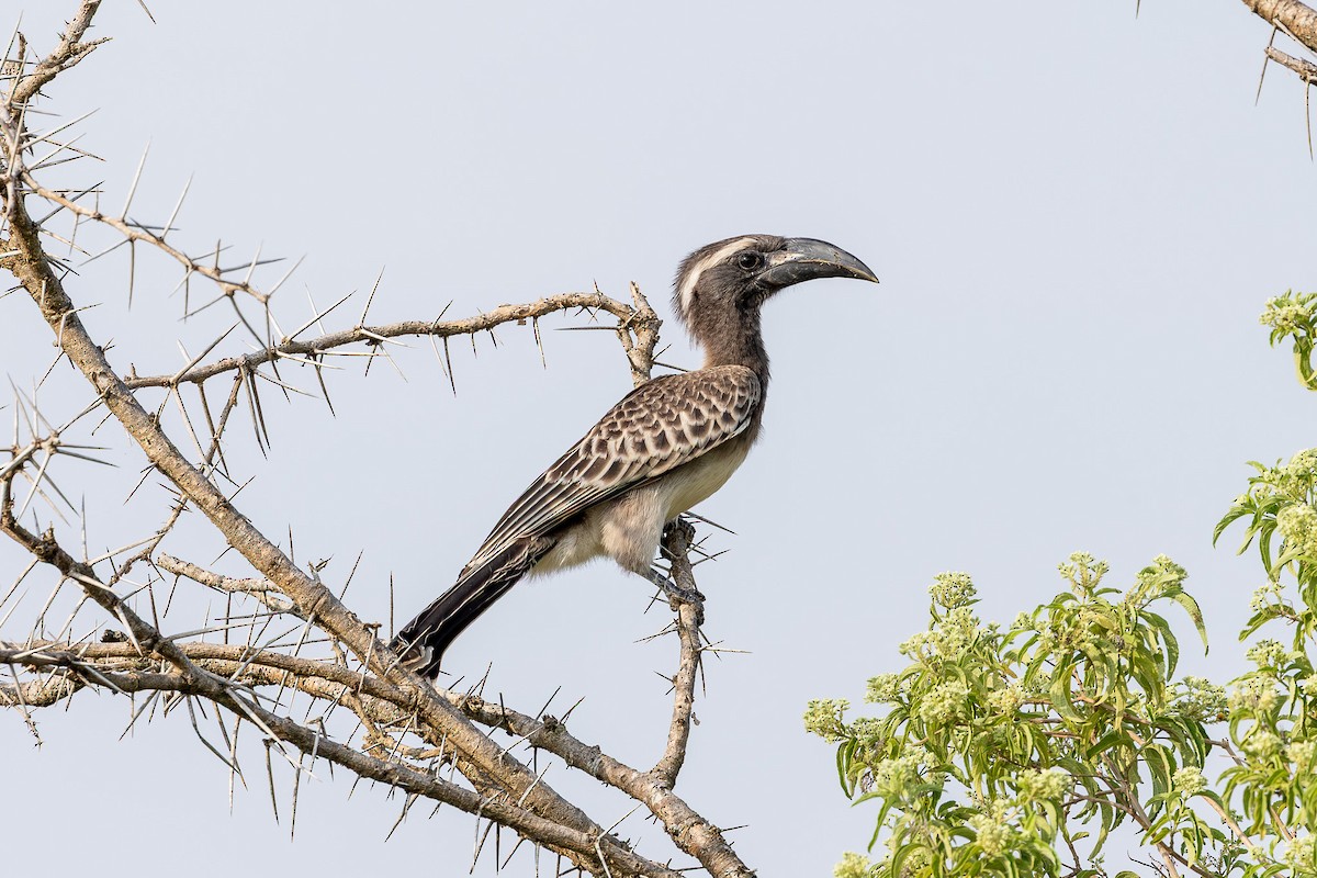 African Gray Hornbill - ML643404474