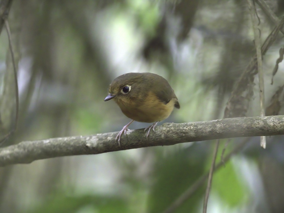 Rusty-breasted Antpitta - ML643404481
