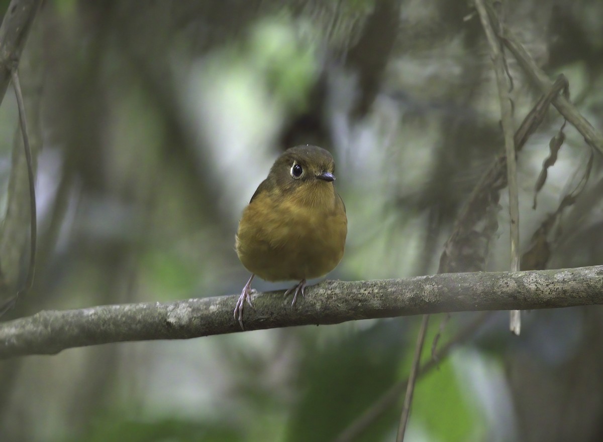 Rusty-breasted Antpitta - ML643404482