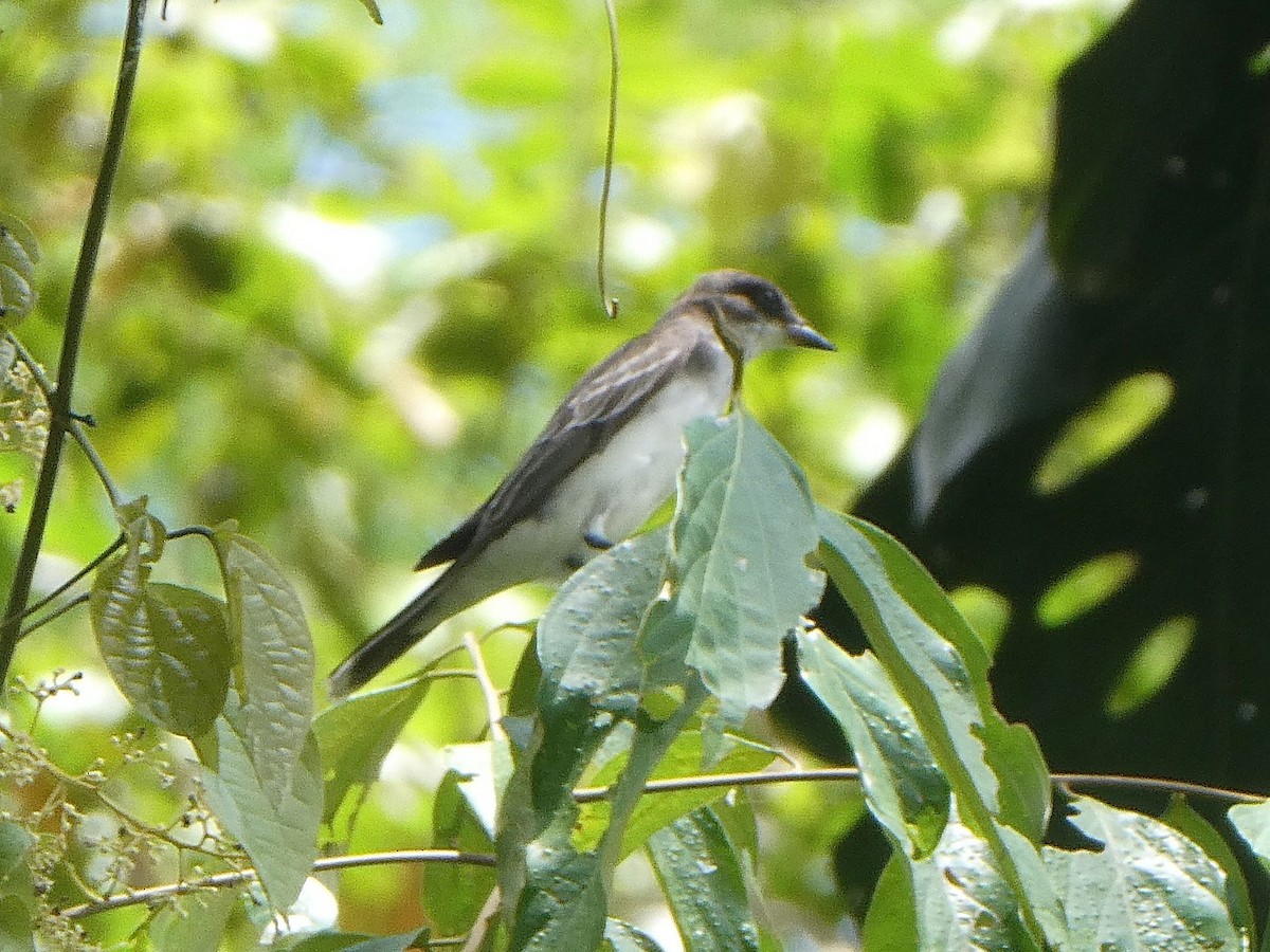 Eastern Kingbird - ML643404500