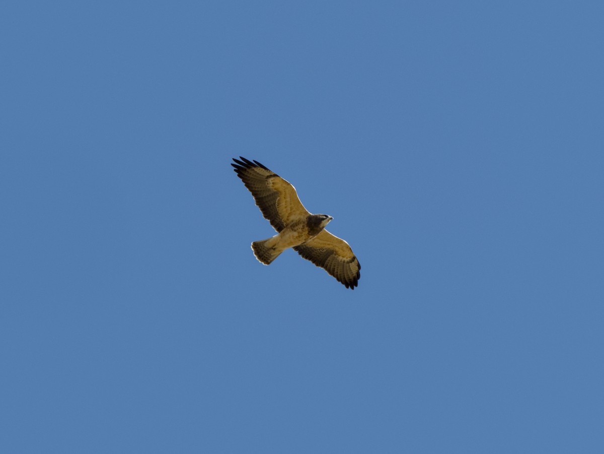 Swainson's Hawk - ML643404517