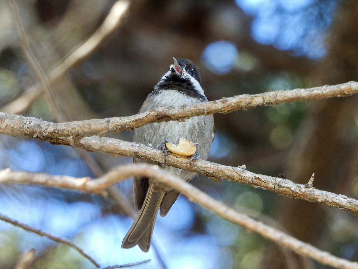 Chestnut-backed Chickadee - ML643404525